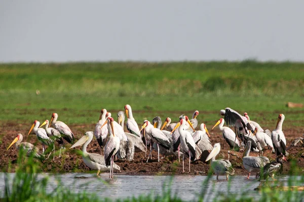 White Pelicans Lake Manyara Nasjonalpark Tanzania – stockfoto