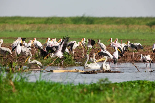 Tanzanya Daki Manyara Gölü Ulusal Parkı Nda Beyaz Pelikanlar — Stok fotoğraf