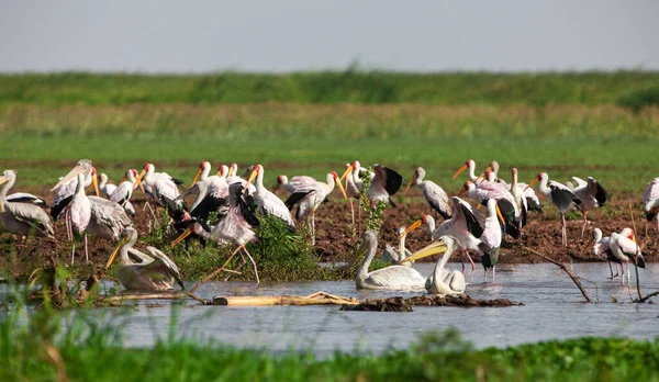 Pelikane Lake Manyara Nationalpark Tansania — Stockfoto