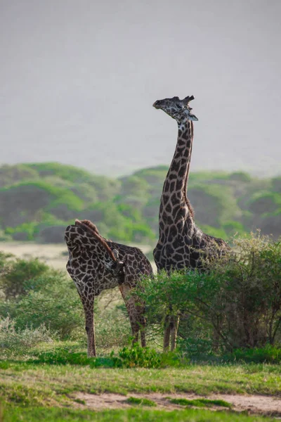 Giraffe Nel Parco Nazionale Del Lago Manyara Tanzania — Foto Stock