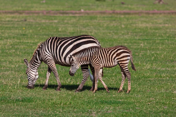 Zebras Lake Manyara National Park Tanzania — Stockfoto