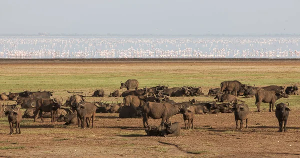 Tanzanya 'daki Manyara Gölü Ulusal Parkı' nda Afrika bufaloları