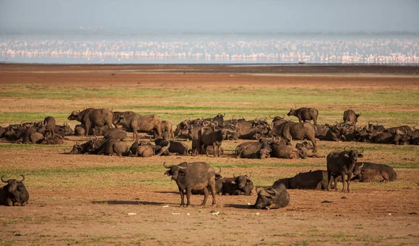 Bufali Africani Nel Parco Nazionale Del Lago Manyara Tanzania — Foto Stock