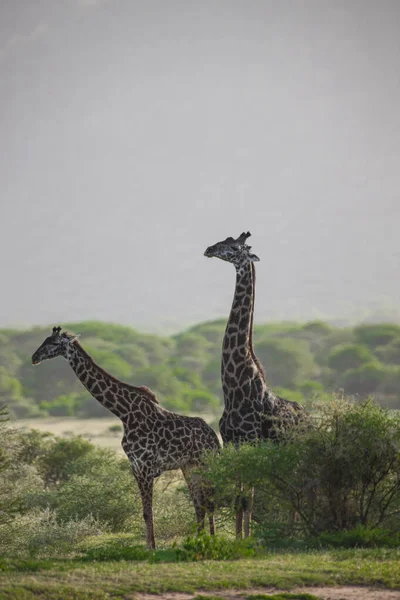 Girafes Dans Parc National Lac Manyara Tanzanie — Photo