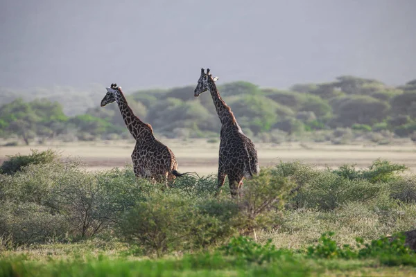 Żyrafy Parku Narodowym Jezioro Manyara Tanzania — Zdjęcie stockowe