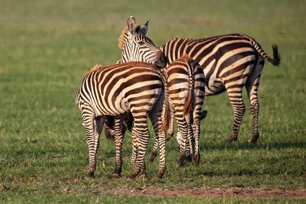 Zebras Lake Manyara National Park Tanzania — ストック写真