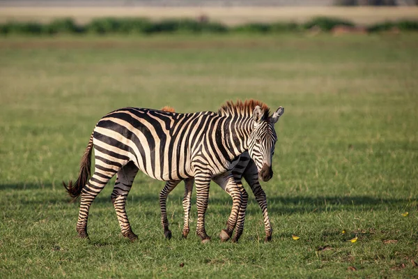 Zebras Lake Manyara National Park Τανζανία — Φωτογραφία Αρχείου