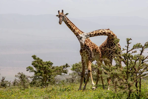 坦桑尼亚Ngorongoro Crater的野生长颈鹿 免版税图库图片
