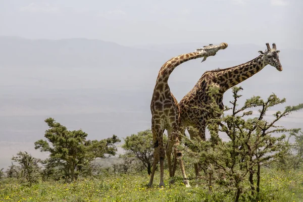 Giraffe Selvatiche Cratere Ngorongoro Tanzania Foto Stock Royalty Free