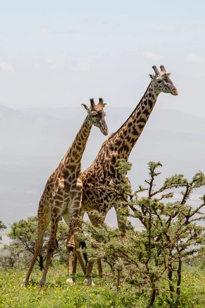 Wild Giraffes Ved Ngorongoro Krateret Tanzania stockfoto