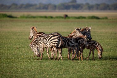 Tanzanya 'daki Manyara Gölü Ulusal Parkı' nda Zebralar