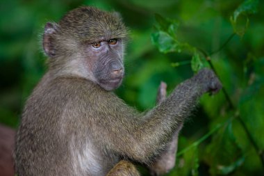 Tanzanya 'daki Manyara Gölü Ulusal Parkı' nda babun. 