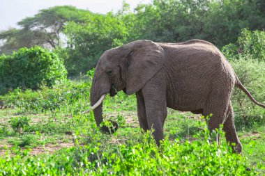 Tanzanya 'daki Manyara Gölü Ulusal Parkı' nda Afrika fili