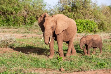 Tanzanya 'daki Manyara Gölü Ulusal Parkı' nda Afrika fili