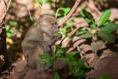 Tanzanya 'daki Manyara Gölü Ulusal Parkı' nda babun. 