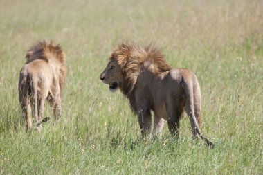 Serengeti Milli Parkı 'nda çimenlerin üzerinde aslanlar