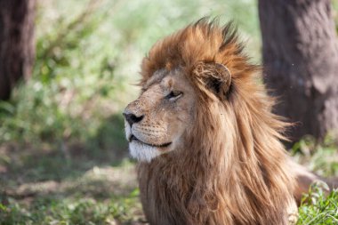 Serengeti Ulusal Parkı, Tanzanya 'da Aslan