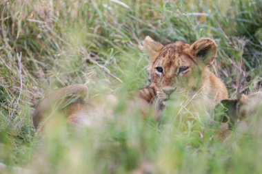 Serengeti Ulusal Parkı, Tanzanya 'da dişi aslan.