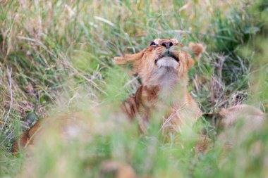 Serengeti Ulusal Parkı, Tanzanya 'da dişi aslan.