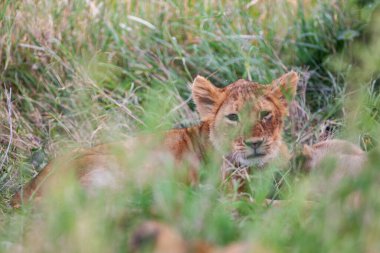 Serengeti Ulusal Parkı, Tanzanya 'da dişi aslan.