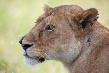 Serengeti Ulusal Parkı, Tanzanya 'da dişi aslan.