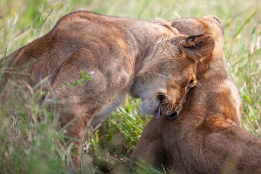 Serengeti Ulusal Parkı, Tanzanya 'da dişi aslanlar.