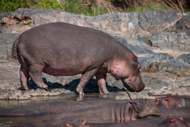 Hippopotamuses in the Serengeti National Park, Tanzania