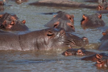 Hippopotamuses in the Serengeti National Park, Tanzania