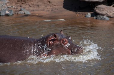 Tanzanya 'daki Serengeti Milli Parkı' nda su aygırı.