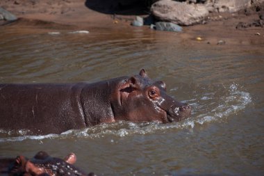 Hippopotamuses in the Serengeti National Park, Tanzania