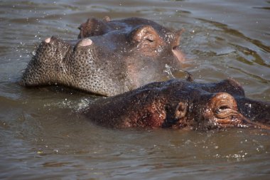 Hippopotamuses in the Serengeti National Park, Tanzania