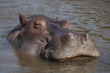 Tanzanya 'daki Serengeti Milli Parkı' nda su aygırı.