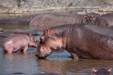 Hippopotamuses in the Serengeti National Park, Tanzania