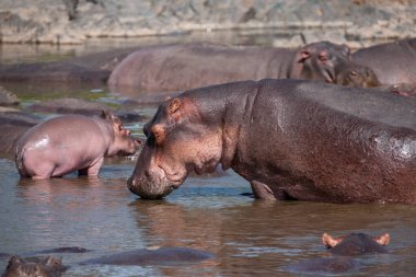 Hippopotamuses in the Serengeti National Park, Tanzania