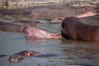 Hippopotamuses in the Serengeti National Park, Tanzania