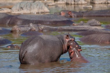 Hippopotamuses in the Serengeti National Park, Tanzania