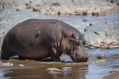 Hippopotamus in the Serengeti National Park, Tanzania clipart