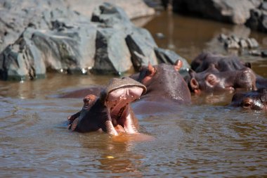 Hippopotamuses in the Serengeti National Park, Tanzania