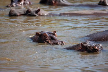 Hippopotamuses in the Serengeti National Park, Tanzania