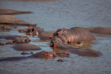 Hippopotamuses in the Serengeti National Park, Tanzania