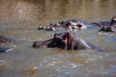 Serengeti Ulusal Parkı, Tanzanya 'da su aygırları