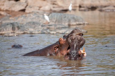 Serengeti Ulusal Parkı, Tanzanya 'da su aygırları