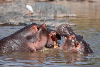 Hippopotamuses in the Serengeti National Park, Tanzania