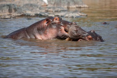 Hippopotamuses in the Serengeti National Park, Tanzania