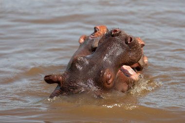 Hippopotamuses in the Serengeti National Park, Tanzania