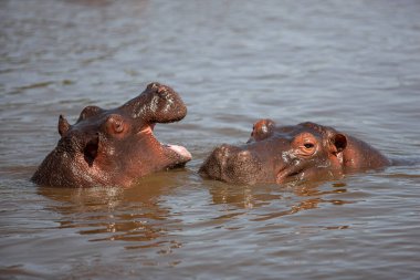 Hippopotamuses in the Serengeti National Park, Tanzania