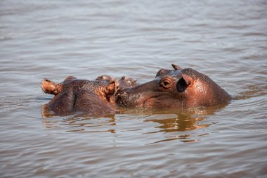 Hippopotamuses in the Serengeti National Park, Tanzania