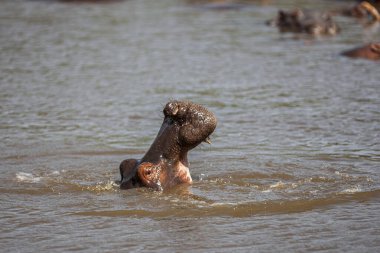 Serengeti Ulusal Parkı, Tanzanya 'da su aygırları