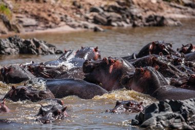 Serengeti Ulusal Parkı, Tanzanya 'da su aygırları