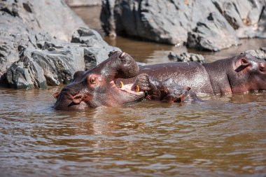 Serengeti Ulusal Parkı, Tanzanya 'da su aygırları